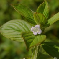 Spermacoce latifolia Aubl.